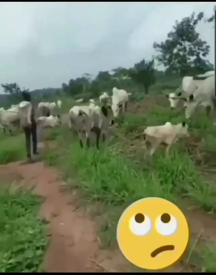 Woman Laments Bitterly As Fulani Herdsmen Allowed Their Cows To Eat And Destroy Her Crop