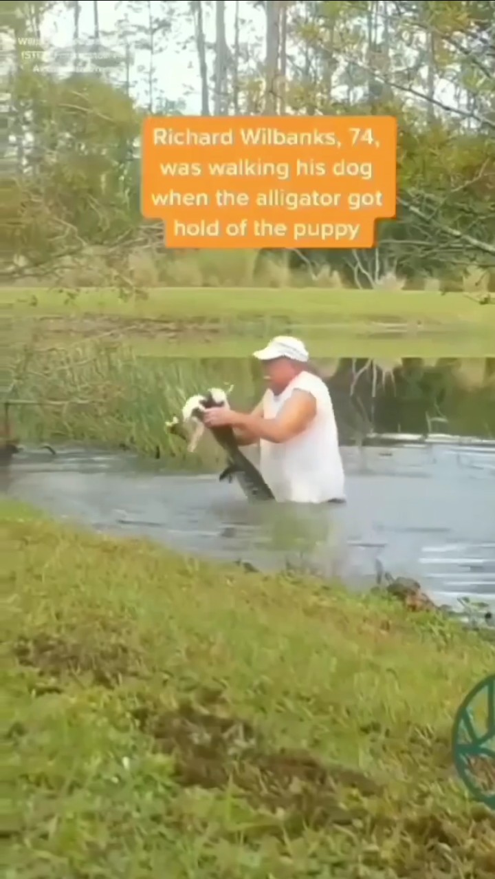 Man Saves Puppy From Being Eaten By A Vicious Alligator