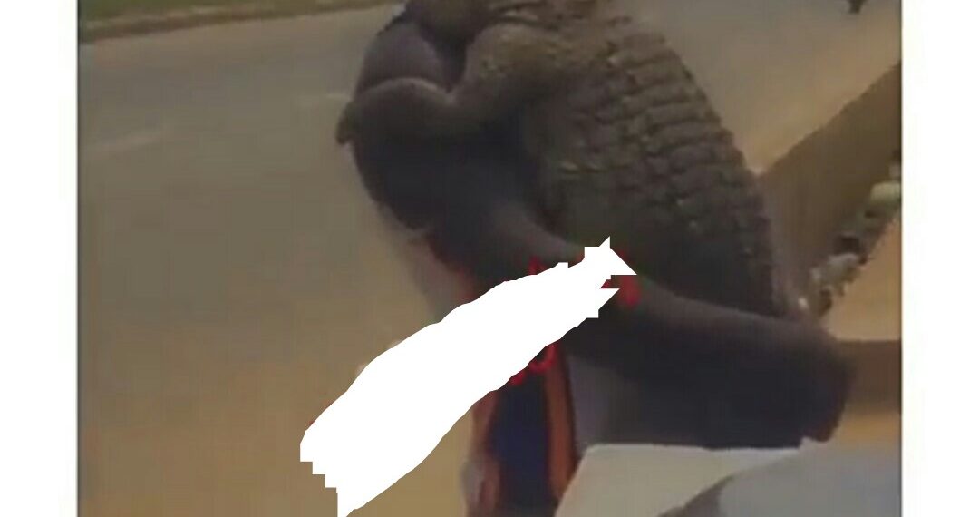 SHOCKING: Watch video of a man cuddling a crocodile in Lagos (VIDEO)