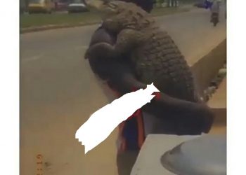SHOCKING: Watch video of a man cuddling a crocodile in Lagos (VIDEO)