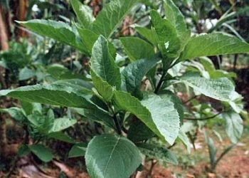 Health benefits of bitter leaf that you need to know