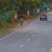 Watch shocking moment a leopard attacked a man on a busy road (VIDEO) 10 Watch shocking moment a leopard attacked a man on a busy road (VIDEO)
