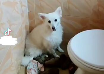 Eskimo dog owner laments after her dog gave birth to “Ekuke” (WATCH VIDEO)