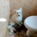 Eskimo dog owner laments after her dog gave birth to "Ekuke" (WATCH VIDEO) 10 Eskimo dog owner laments after her dog gave birth to “Ekuke” (WATCH VIDEO)