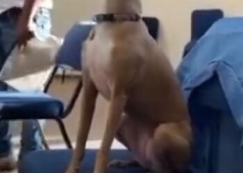 Watch moment a dog was spotted singing in Church (VIDEO)