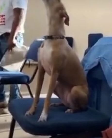Watch moment a dog was spotted singing in Church (VIDEO) 1 Watch moment a dog was spotted singing in Church (VIDEO)