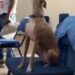 Watch moment a dog was spotted singing in Church (VIDEO) 10 Watch moment a dog was spotted singing in Church (VIDEO)