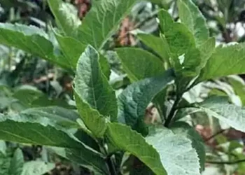 Health benefits of bitter leaf
