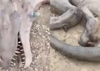 Real life “Dragon” was allegedly caught in Mongolia (Watch Video)