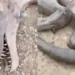 Real life “Dragon” was allegedly caught in Mongolia (Watch Video) 11 Real life “Dragon” was allegedly caught in Mongolia (Watch Video)