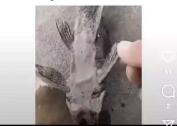 Incredible: See a fish that can hibernate and come alive when in contact with water (video)