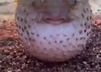 What kind of fish is this? See strange fish that gushes water from its mouth (video)