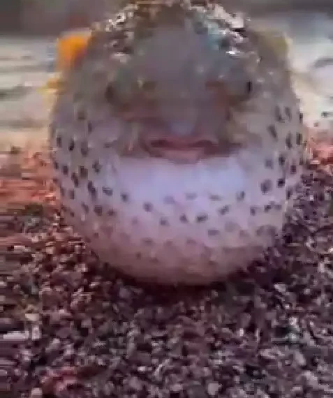 What kind of fish is this? See strange fish that gushes water from its mouth (video) 1 What kind of fish is this? See strange fish that gushes water from its mouth (video)