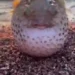What kind of fish is this? See strange fish that gushes water from its mouth (video) 10 What kind of fish is this? See strange fish that gushes water from its mouth (video)
