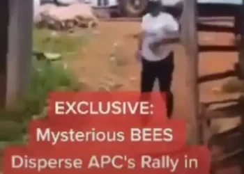 Shocking: Swarm of bees chase APC supporters in kogi (video)