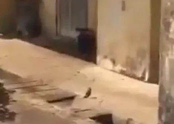 Moving cobra spotted close to a female hostel in Obafemi Awolowo University (video)