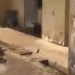 Moving cobra spotted close to a female hostel in Obafemi Awolowo University (video) 14 Moving cobra spotted close to a female hostel in Obafemi Awolowo University (video)