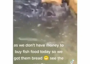 “Even sapa affect fish”: Watch Moment Catfishes struggle over a loaf of bread (video)