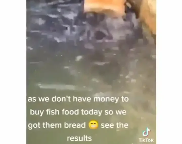"Even sapa affect fish": Watch Moment Catfishes struggle over a loaf of bread (video) 1 “Even sapa affect fish”: Watch Moment Catfishes struggle over a loaf of bread (video)