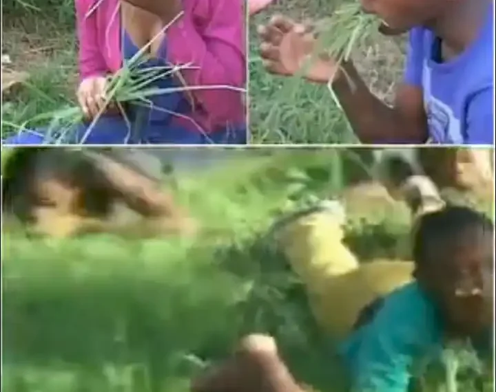 Watch moment pastor orders members of his congregation to eat grass in South Africa (video) 1 Watch moment pastor orders members of his congregation to eat grass in South Africa (video)