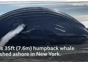 Whale mysteriously washed ashore in the United States (video)