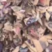 Man raises alarm over heap of shredded Old Naira Notes (video) 10 Man raises alarm over heap of shredded Old Naira Notes (video)