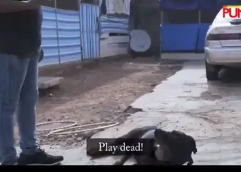 See Nigerian man who communicates with his dogs in Yoruba (Video)