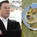 Cryptocurrency increases as Elon Musk changes Twitter logo to ‘meme dog’