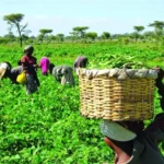 Farmers at Work in their Various Farms