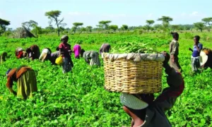 Farmers At Work In Their Various Farms, Newsblenda