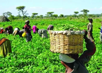 Honour Nigerian farmers with ‘National Farmers Day’, stakeholders tell FG
