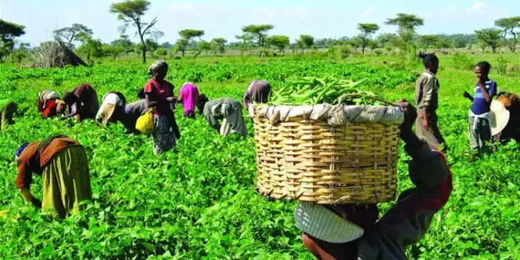 Farmers At Work In Their Various Farms, Newsblenda