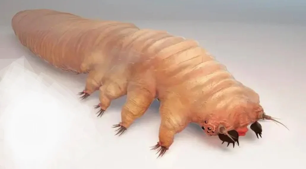 These tiny mites have sex on your face while you sleep, according to Biology 1 These tiny mites have sex on your face while you sleep, according to Biology