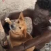 Man Caught Sleeping With His Dog In Delta State (VIDEO)