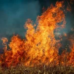Wildfires in Algeria
