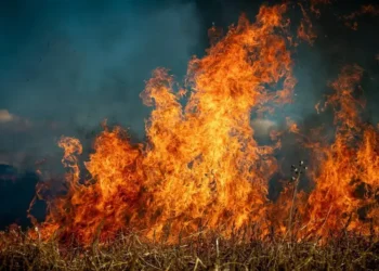 Man dies in Greek forest fire trying to save animals