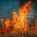 Man dies in Greek forest fire trying to save animals 10 Man dies in Greek forest fire trying to save animals