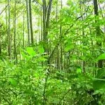 forests