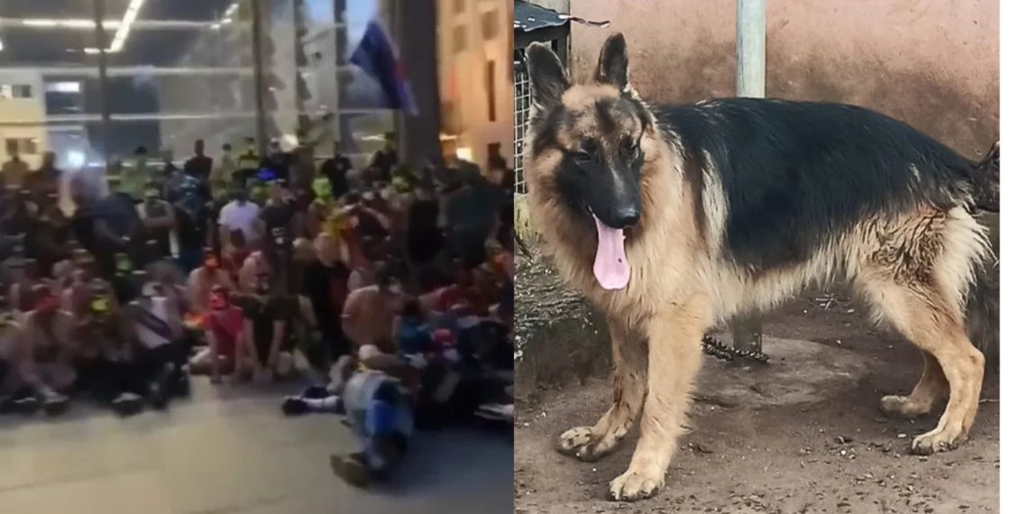 Hundreds Of German Citizens Protests Right To Identify As Dog (Video) 1 Hundreds Of German Citizens Protests Right To Identify As Dog (Video)