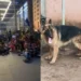 Hundreds Of German Citizens Protests Right To Identify As Dog (Video) 10 Hundreds Of German Citizens Protests Right To Identify As Dog (Video)