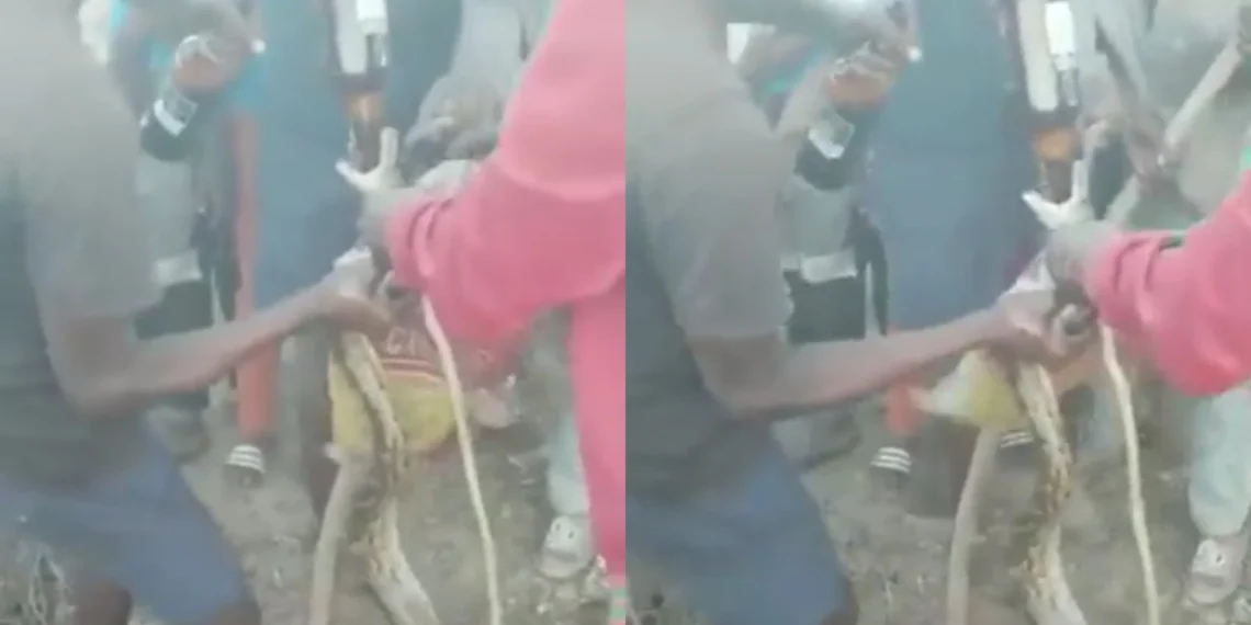 Villagers forces a python to drink 3 bottles of beer for biting someone - Watch Video 1 Villagers forces a python to drink 3 bottles of beer for biting someone – Watch Video