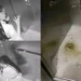 Lady caught pooping inside an elevator and wiping with bare hands (Video) 10 Lady caught pooping inside an elevator and wiping with bare hands (Video)