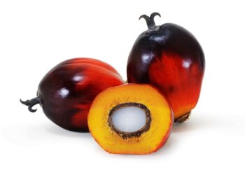  6 Amazing Uses of Palm Fruits That Will Leave You Astonished 