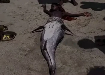 Live mermaid allegedly caught in South Africa [VIDEO]