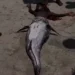 Live mermaid allegedly caught in South Africa [VIDEO]