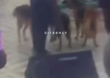 Man storms church service with dogs to warn congregants of noise pollution (VIDEO)