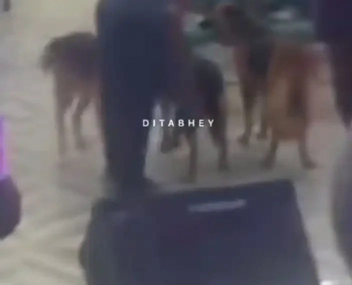 Man storms church service with dogs to warn congregants of noise pollution (VIDEO) 1 Man storms church service with dogs to warn congregants of noise pollution (VIDEO)