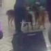 Man storms church service with dogs to warn congregants of noise pollution (VIDEO) 10 Man storms church service with dogs to warn congregants of noise pollution (VIDEO)