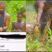 Spiritualist sends his snake after a Reverend who used a 5yr old girl for money ritual (VIDEO) 10 Spiritualist sends his snake after a Reverend who used a 5yr old girl for money ritual (VIDEO)