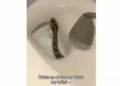 Scary video as snake slithers out of a WC in the early hours of the morning (Video)